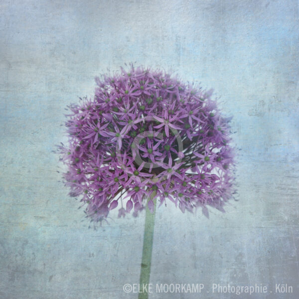 Alium